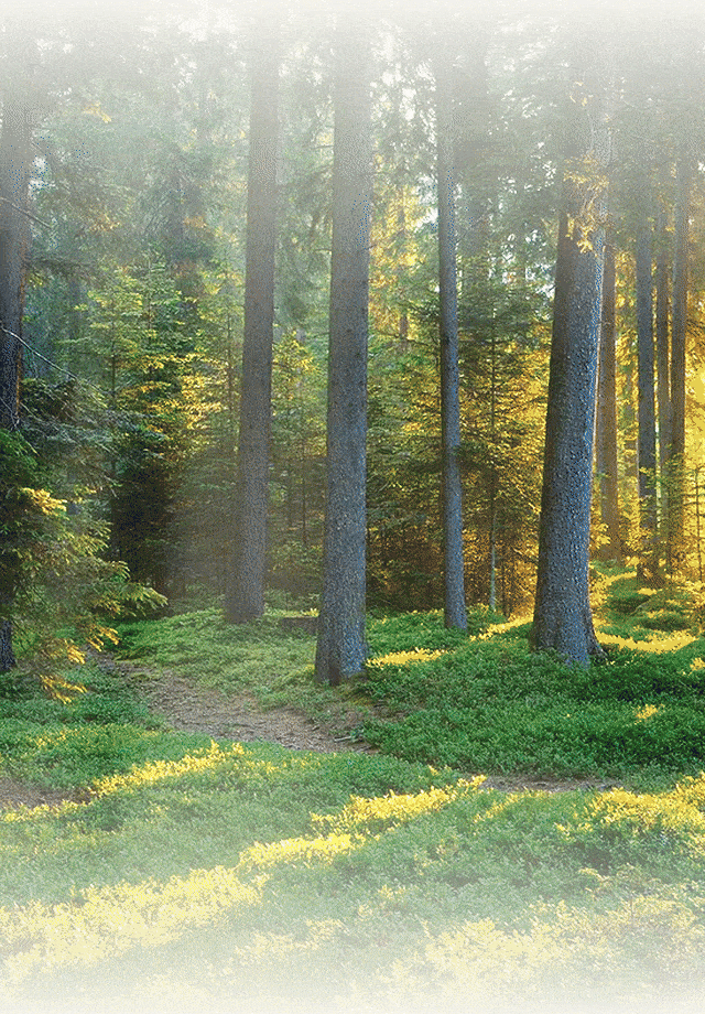 A Forest at Your Door — 11만평 까치산공원, 트리플 숲세권